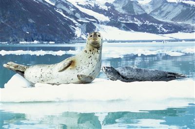 Robben im Glacier Bay Nationalpark